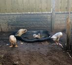 Loopeenden (woerden) van dit jaar zoeken een nieuw huis, Dieren en Toebehoren, Meerdere dieren, Eend