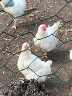 Witten kippen, Dieren en Toebehoren, Pluimvee, Vrouwelijk, Kip