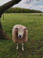 Swifter ram feb 2022, Dieren en Toebehoren, Mannelijk, Schaap