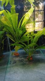 Echinodorus Sword Plant, Dieren en Toebehoren, Vissen | Aquaria en Toebehoren, Ophalen, Plant(en), Steen of Hout