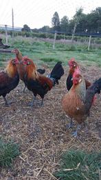 Patrijs haan met 2 hennen, Meerdere dieren, Kip