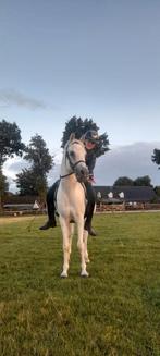 Verzorger aangeboden/verzorg-bijrijdpaard gezocht, Dieren en Toebehoren, Paarden en Pony's | Verzorgingsproducten, Ophalen of Verzenden