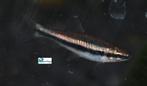 Potloodvisje (Rood), Dieren en Toebehoren, Vissen | Aquariumvissen, Vis, Zoetwatervis, Schoolvis