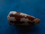 Schelpen: Conus magus L f++ gem 47mm, Verzamelen, Verzenden, Schelp(en)