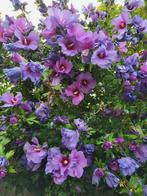 Blauwe hibiscus zaden€1., Ophalen of Verzenden