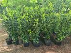 Prunus Genolia haagplanten ca. 100cm superprijs! OP=OP, Ophalen of Verzenden, Laurier, Haag, 100 tot 250 cm