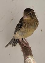 Te koop 4 jonge kanaries , verwant aan elkaar, Dieren en Toebehoren, Vogels | Kanaries, Geslacht onbekend, Kleurkanarie