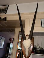 Zeer grote gazelle (oryx )schedel ongeveer 120 cm, Ophalen of Verzenden, Zo goed als nieuw, Schedel