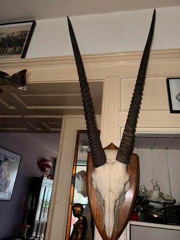 Zeer grote gazelle schedel ongeveer 120 cm beschikbaar voor biedingen