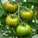 Green Zebra tomaten plantjes, Tuin en Terras, Planten | Tuinplanten, Zomer, Fruitplanten, Ophalen of Verzenden, Eenjarig