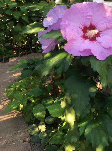Mooie Hibiscus, jonge plant, winterhard beschikbaar voor biedingen
