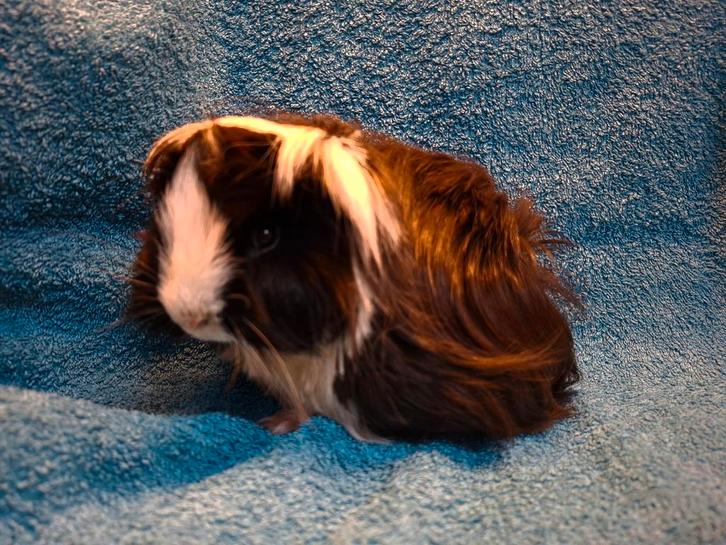 2 Peruvian zwartbonte beertjes, Dieren en Toebehoren, Knaagdieren, Mannelijk, Cavia, Juli