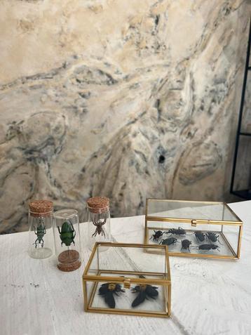 Prachtige Opgezette Insecten In Displays Taxidermie beschikbaar voor biedingen