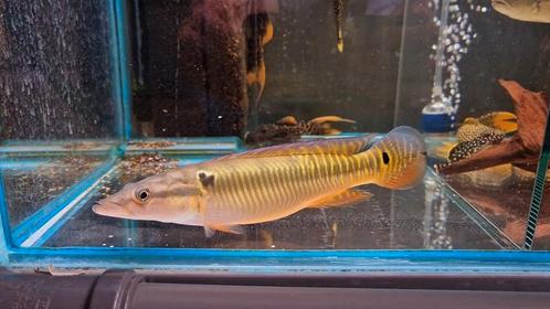 Crenicichla zebrina, Dieren en Toebehoren, Vissen | Aquariumvissen, Zoetwatervis, Vis