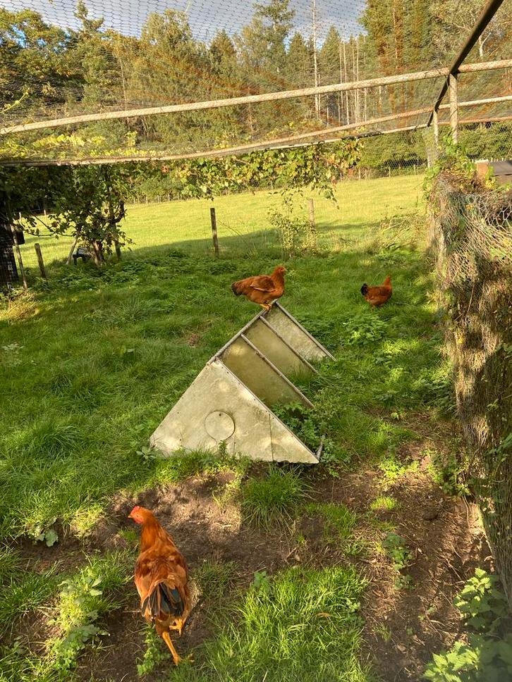 New Hampshire kippen en haan, Dieren en Toebehoren, Pluimvee, Kip, Meerdere dieren