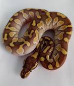 Baby Ball Python, Koningspython, Python Regius, Dieren en Toebehoren, Reptielen en Amfibieën, Slang, Tam, 0 tot 2 jaar