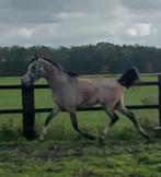 2,5 jarige Arabier hengst damespaard paard/pony, Dieren en Toebehoren, Pony's, E pony (1.48m - 1.57m), Dressuurpony, 0 tot 2 jaar