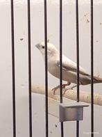 Zilverbekje 2025, Dieren en Toebehoren, Geslacht onbekend, Tropenvogel