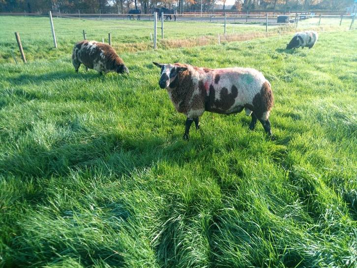 Aangeboden bonte dekram van 2024, Dieren en Toebehoren, Schapen, Geiten en Varkens, Schaap, Mannelijk, 0 tot 2 jaar