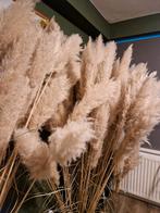 Mooie Pampas Pluimen per 15 stuks voor 10 euro, Huis en Inrichting, Woonaccessoires | Droogbloemen, Ophalen, Nieuw