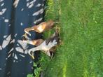 Trio loopeenden, Dieren en Toebehoren, Pluimvee, Meerdere dieren, Eend