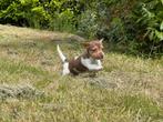 Nog 1 super schattige Jack Russel pup te koop, Dieren en Toebehoren, Honden | Niet-rashonden, 8 tot 15 weken, Meerdere, Meerdere dieren