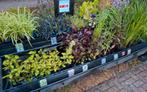 Vaste planten vanaf 1,50, Ophalen, Zomer, Overige soorten, Volle zon