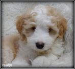 Bordoodle pups. ( Bordoodle x Labradoodle ), Dieren en Toebehoren, Honden | Retrievers, Spaniëls en Waterhonden, Nederland, Overige rassen