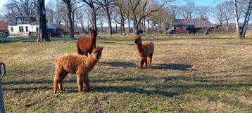 Alpaca merries beschikbaar voor biedingen