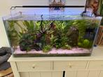 Compleet aquarium CO2 Cristal profi, Dieren en Toebehoren, Vissen | Aquaria en Toebehoren, Ophalen, Zo goed als nieuw, Gevuld zoetwateraquarium