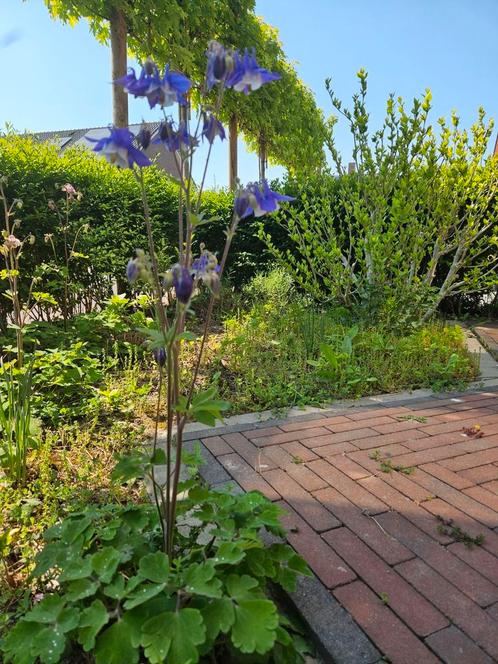 Stekjes Akelei diverse kleuren, Tuin en Terras, Planten | Tuinplanten, Overige soorten, Ophalen