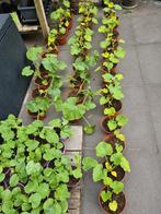 Pompoen & Courgette Plantjes, Tuin en Terras, Planten | Tuinplanten, Ophalen, Groenteplanten, Eenjarig, Halfschaduw