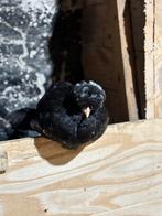 Kippen te koop, Meerdere dieren, Kip