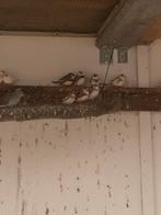 Zebra vinken, Dieren en Toebehoren, Meerdere dieren