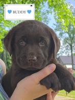 Labrador pups chocolade bruin met Stamboom, Dieren en Toebehoren, Honden | Retrievers, Spaniëls en Waterhonden, CDV (hondenziekte)