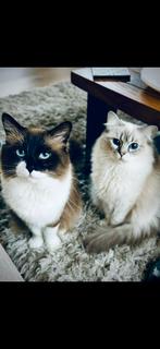 Liefdevol thuis gezocht voor Mozey & Zyva (samen), Meerdere dieren, Langharig, 3 tot 5 jaar