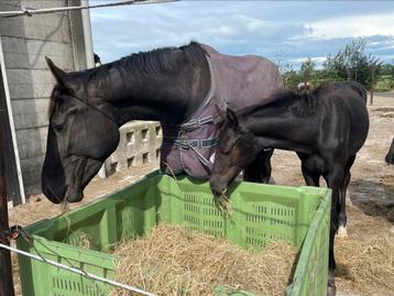 Gezocht verzorger/(bijrijder) voor mijn twee jonge paarden beschikbaar voor biedingen