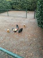 Wyandottekrielen 5 hennen en een haan, Dieren en Toebehoren, Pluimvee, Meerdere dieren, Kip