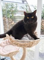 DEKKATER BRITS/BRITSE KORTHAAR MET STAMBOOM BLOEDGROEP B, Dieren en Toebehoren, Katten en Kittens | Dekkaters, 3 tot 5 jaar