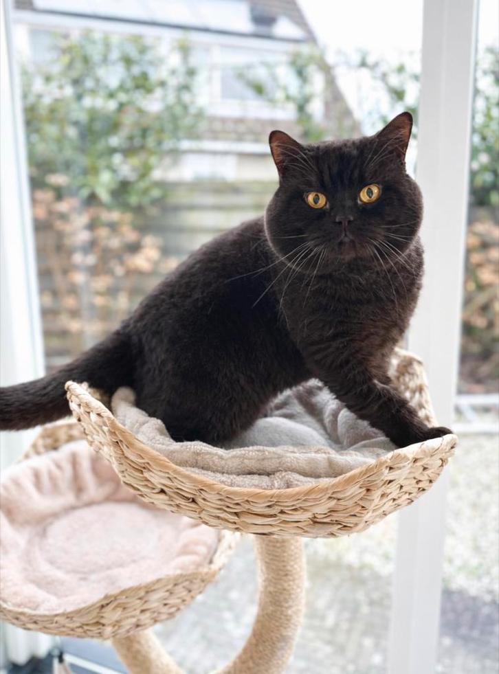 DEKKATER BRITS/BRITSE KORTHAAR MET STAMBOOM BLOEDGROEP B, Dieren en Toebehoren, Katten en Kittens | Dekkaters, 3 tot 5 jaar