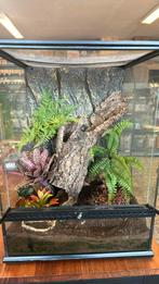 Terrarium compleet €295 (incl. Inrichting), Dieren en Toebehoren, Ophalen, Zo goed als nieuw, Terrarium of Paludarium