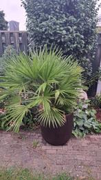 Palm met mooie pot, Volle zon, Vaste plant, Bloeit niet, Ophalen