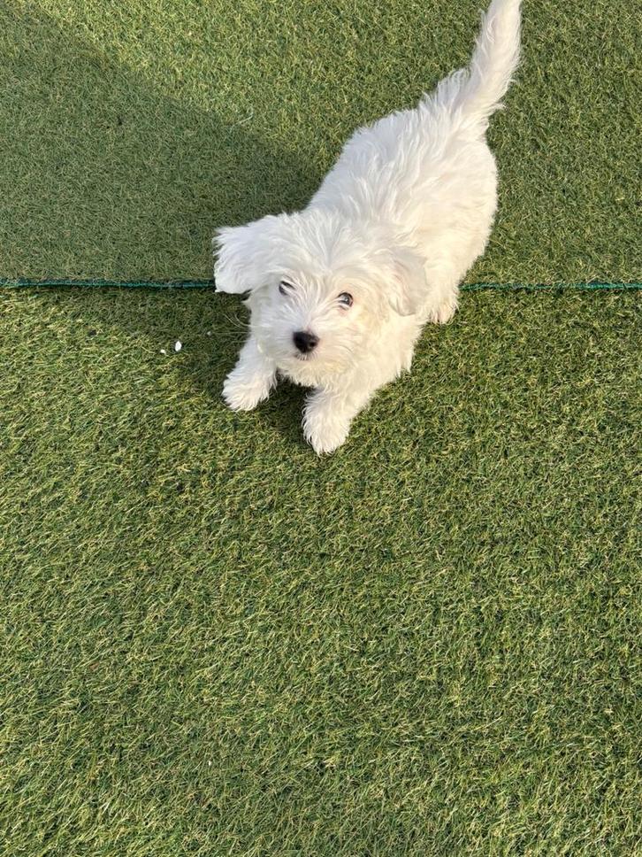 Maltipoo reutje – 15 weken | Sneeuwwit | Extra klein & onw, Dieren en Toebehoren, Honden | Chihuahua's en Gezelschapshonden, Reu