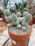 Cactus Tephrocactus Geometricus uit Argentinie potmaat 20cm, Ophalen of Verzenden, Minder dan 100 cm, Bloeiende kamerplant, Volle zon