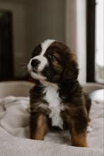 Leonberger/Berner sennen pups, 8 tot 15 weken, Meerdere, Meerdere dieren, Nederland