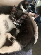Nog 1 stoere bink, Dieren en Toebehoren, Katten en Kittens | Overige Katten, Meerdere dieren