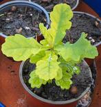 Eikenboom, In pot, Halfschaduw, Minder dan 100 cm, Zomer