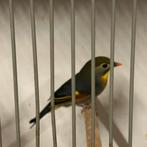 Japanse nachtegaal man. Mutatiekweek 2023 correct geringd, Dieren en Toebehoren, Vogels | Overige Vogels, Mannelijk, Geringd