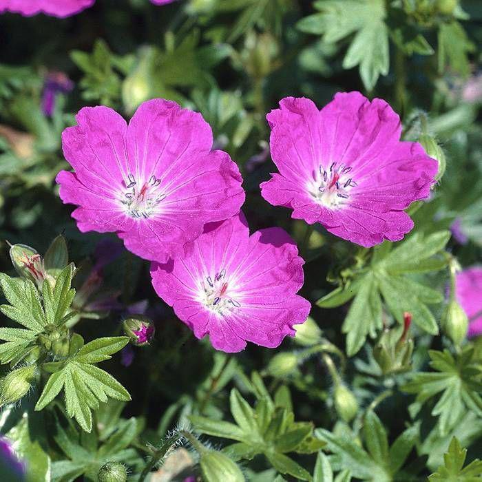 Geranium sanguineum / Ooievaarsbek P9 pot, Ophalen of Verzenden, Overige soorten, Halfschaduw