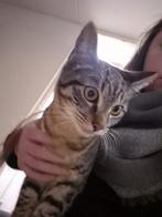 Kitten (Kater), Dieren en Toebehoren, Katten en Kittens | Overige Katten, Kater